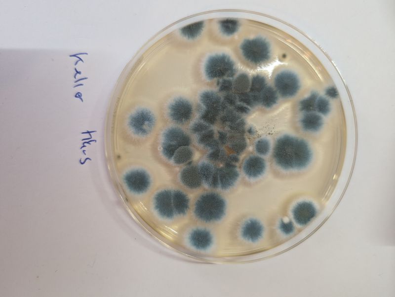 Keller (starker Befall)