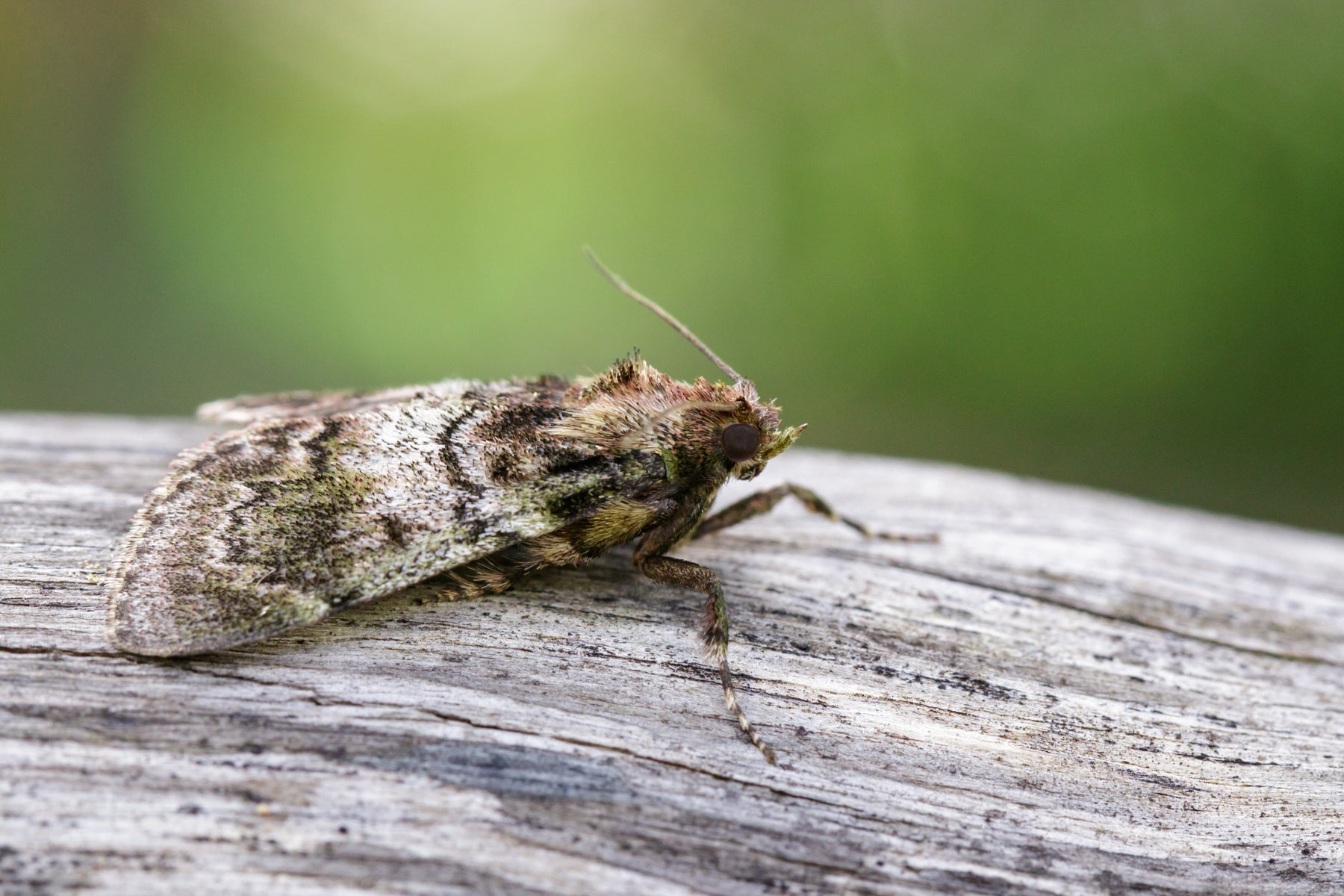 Schlupfwespen gegen Motten