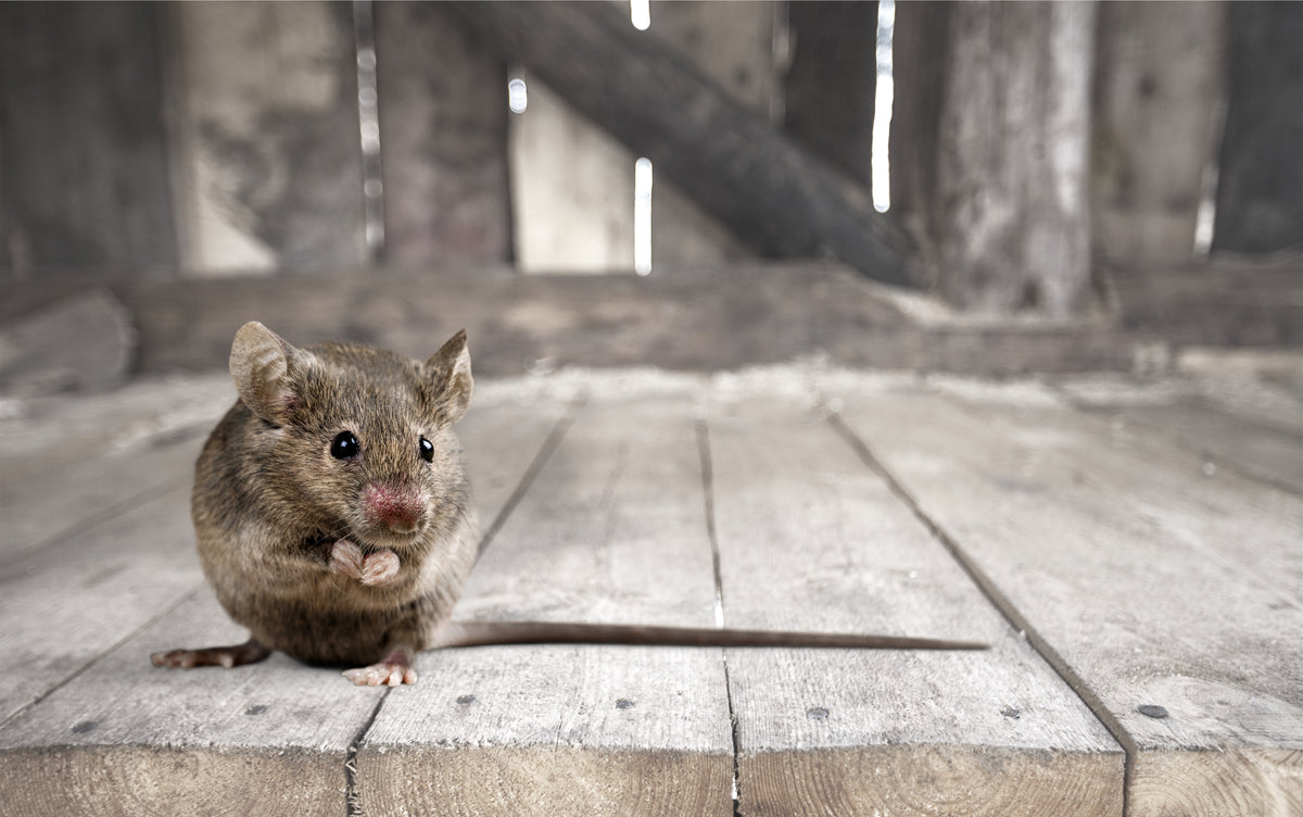 Come allontanare i topi in modo naturale e senza ucciderli