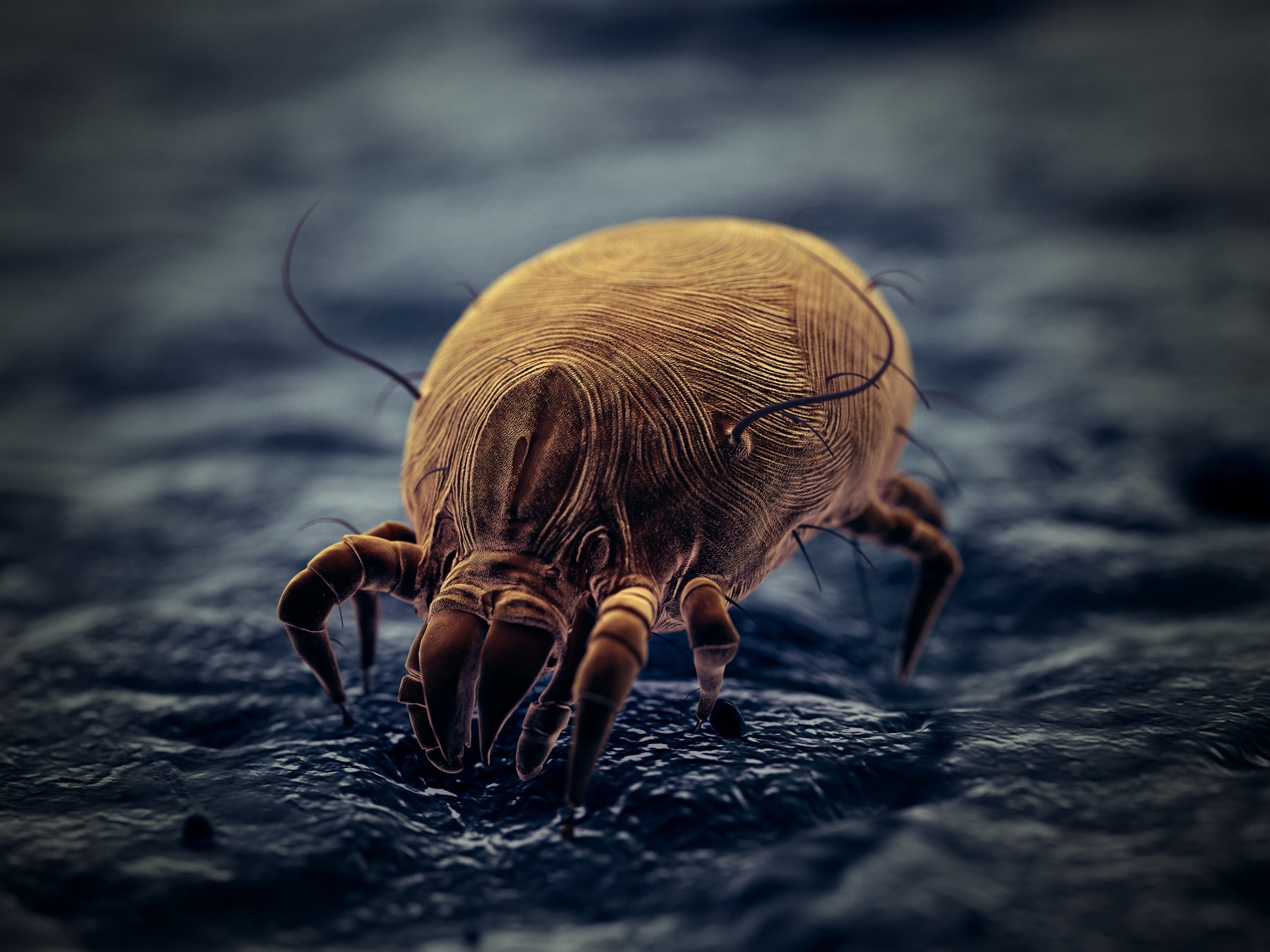 Milben im Haus - Tipps gegen Milbenbisse und Hausstaubmilben