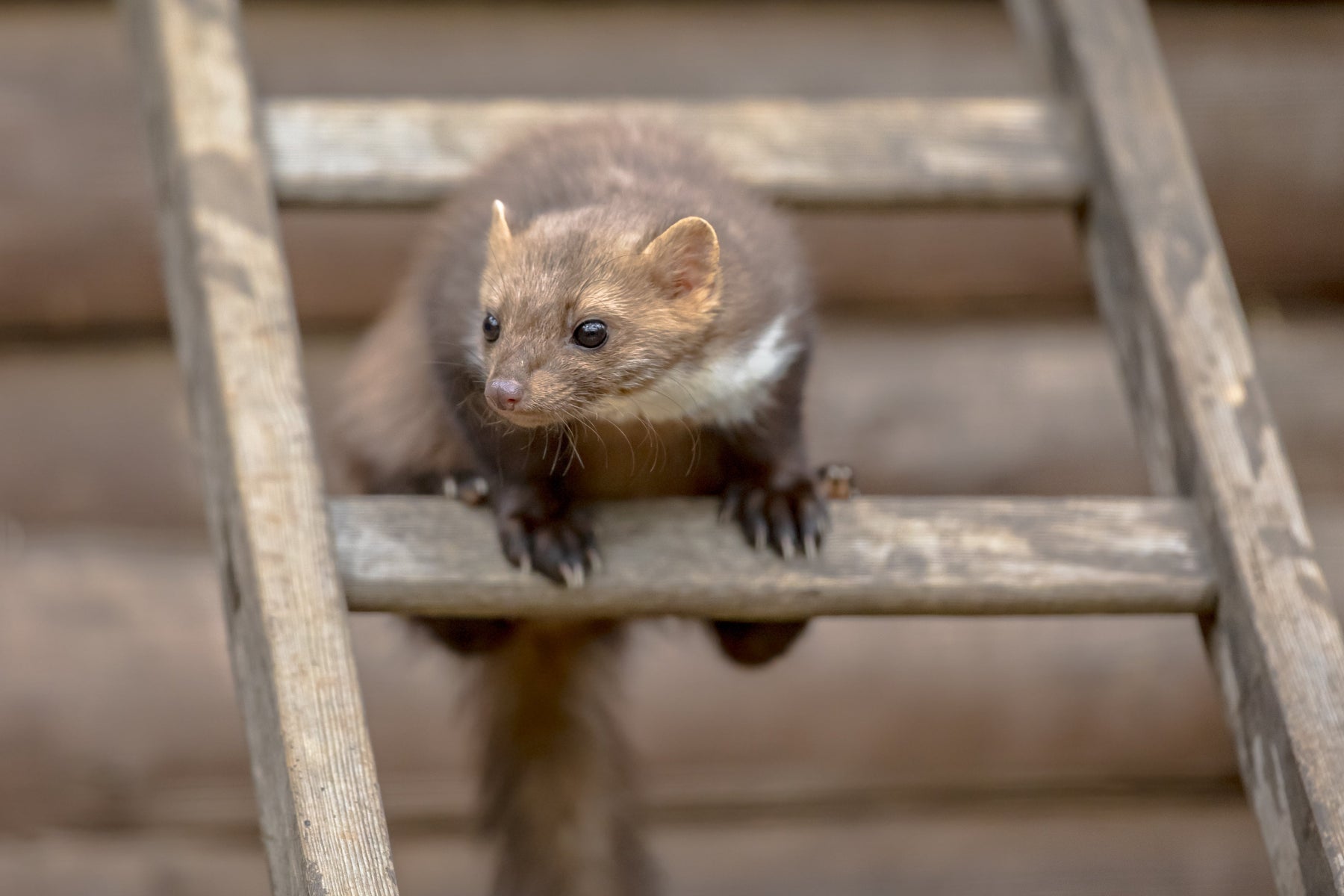 Hausmittel gegen Marder