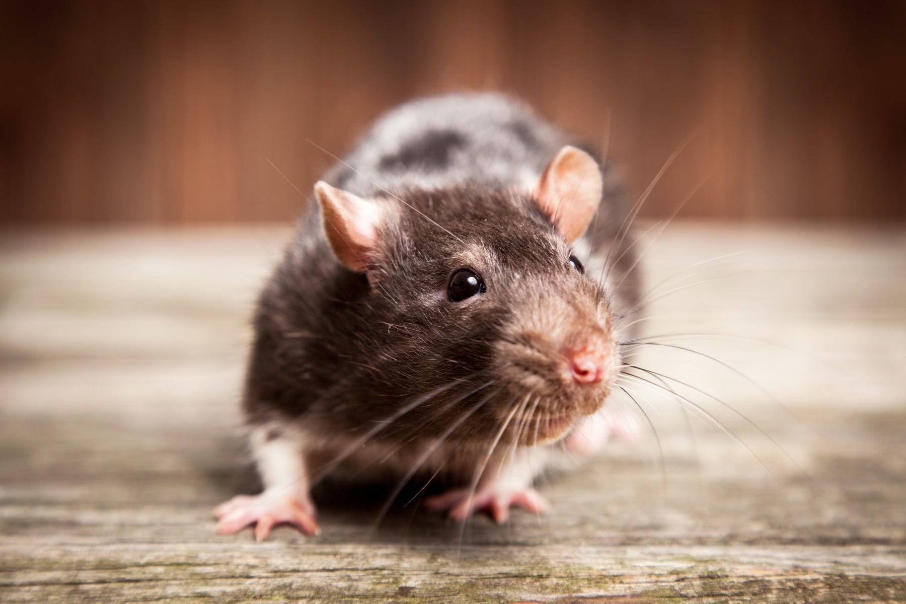Ratten zu Hause? So bekämpfen Sie sie mit einfachen Mitteln