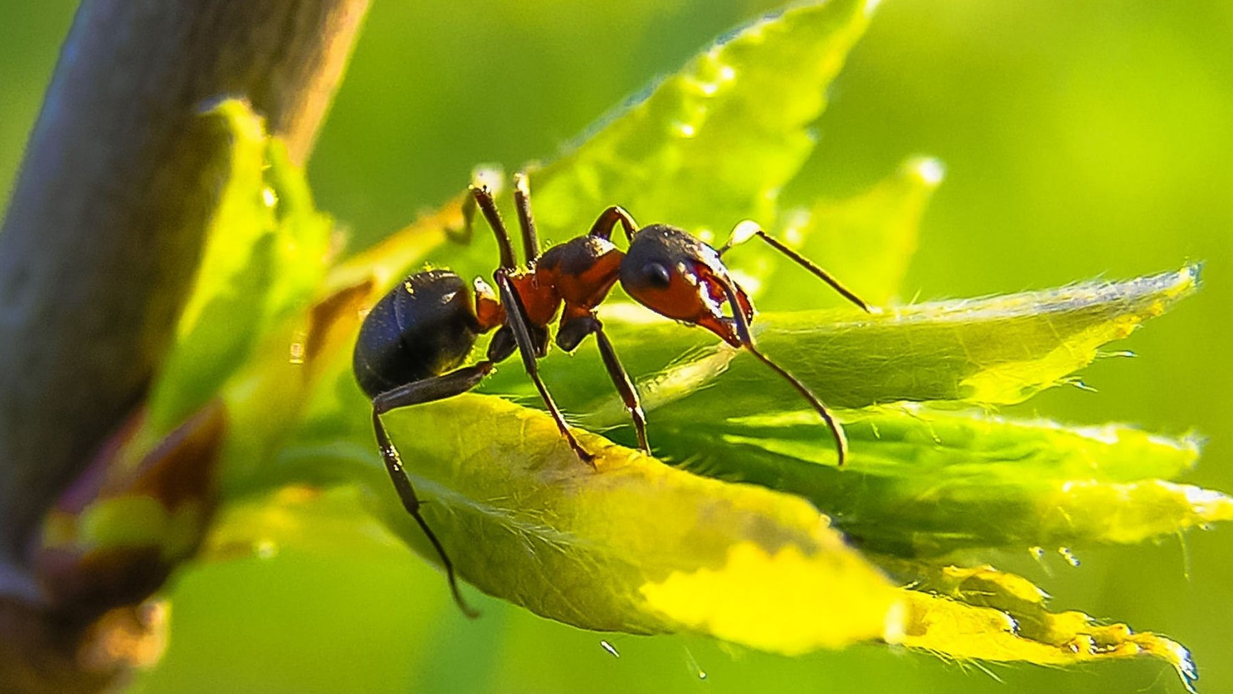 Ameisen im Rasen - 10 Tipps gegen die emsigen Insekten
