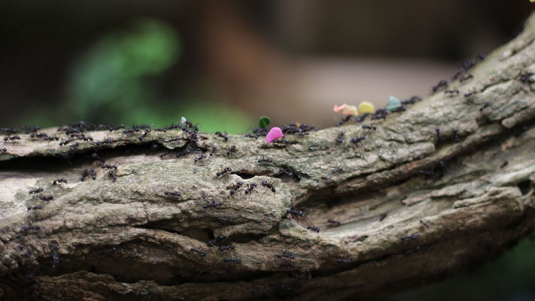 Ameisen natürlich bekämpfen mit Hausmitteln