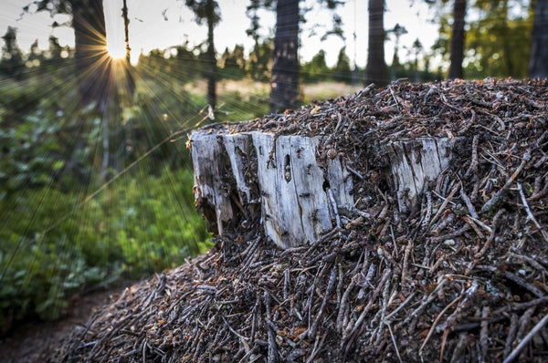 Ameisen Nest im Wald