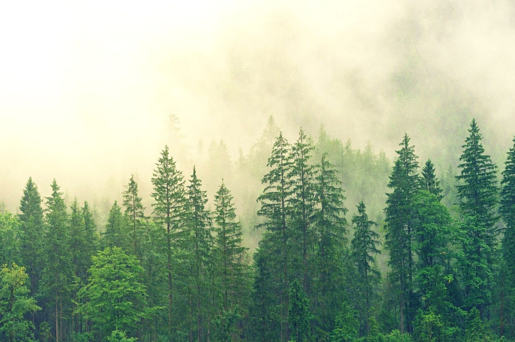 Borkenkäfer – kleiner Forstschädling mit großem Gefahrenpotenzial