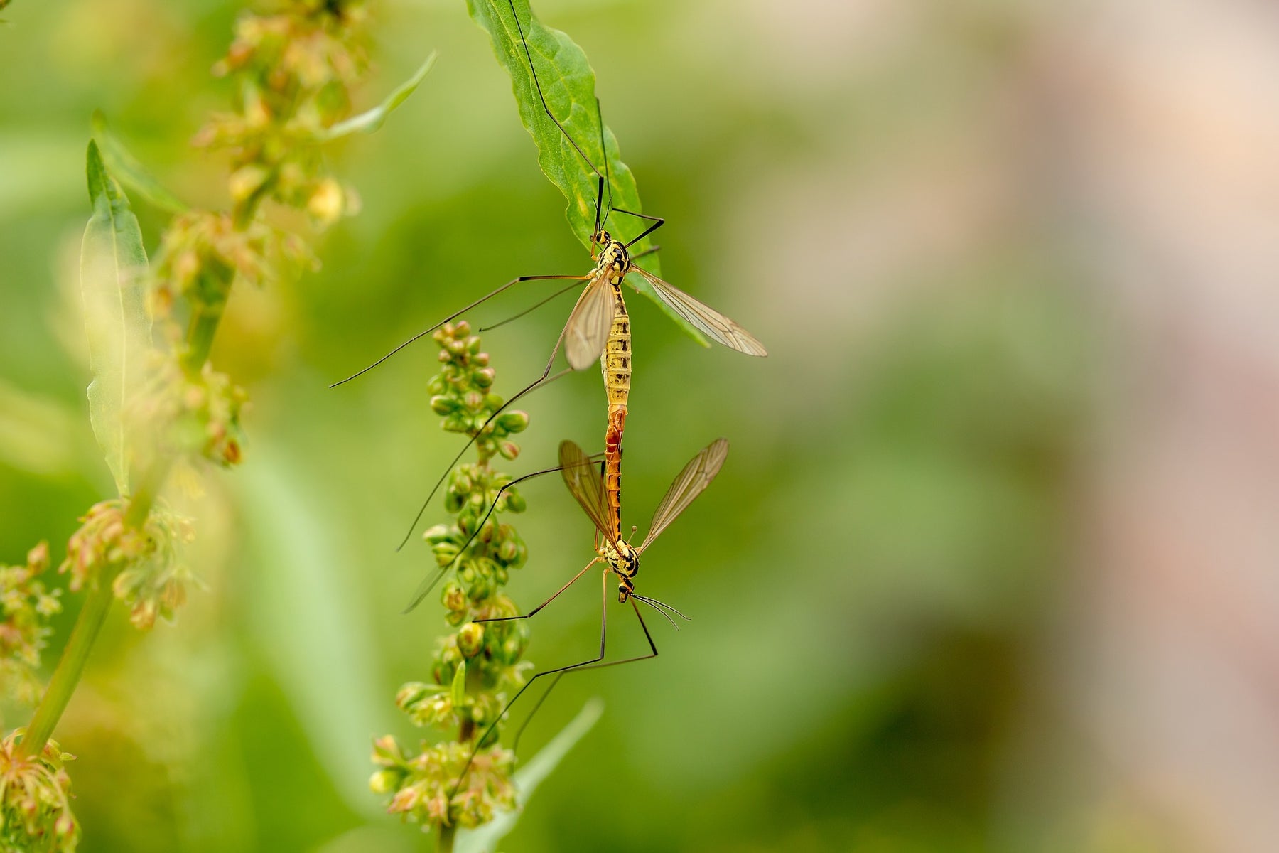 DEET — Wirkstoff und Nebenwirkungen