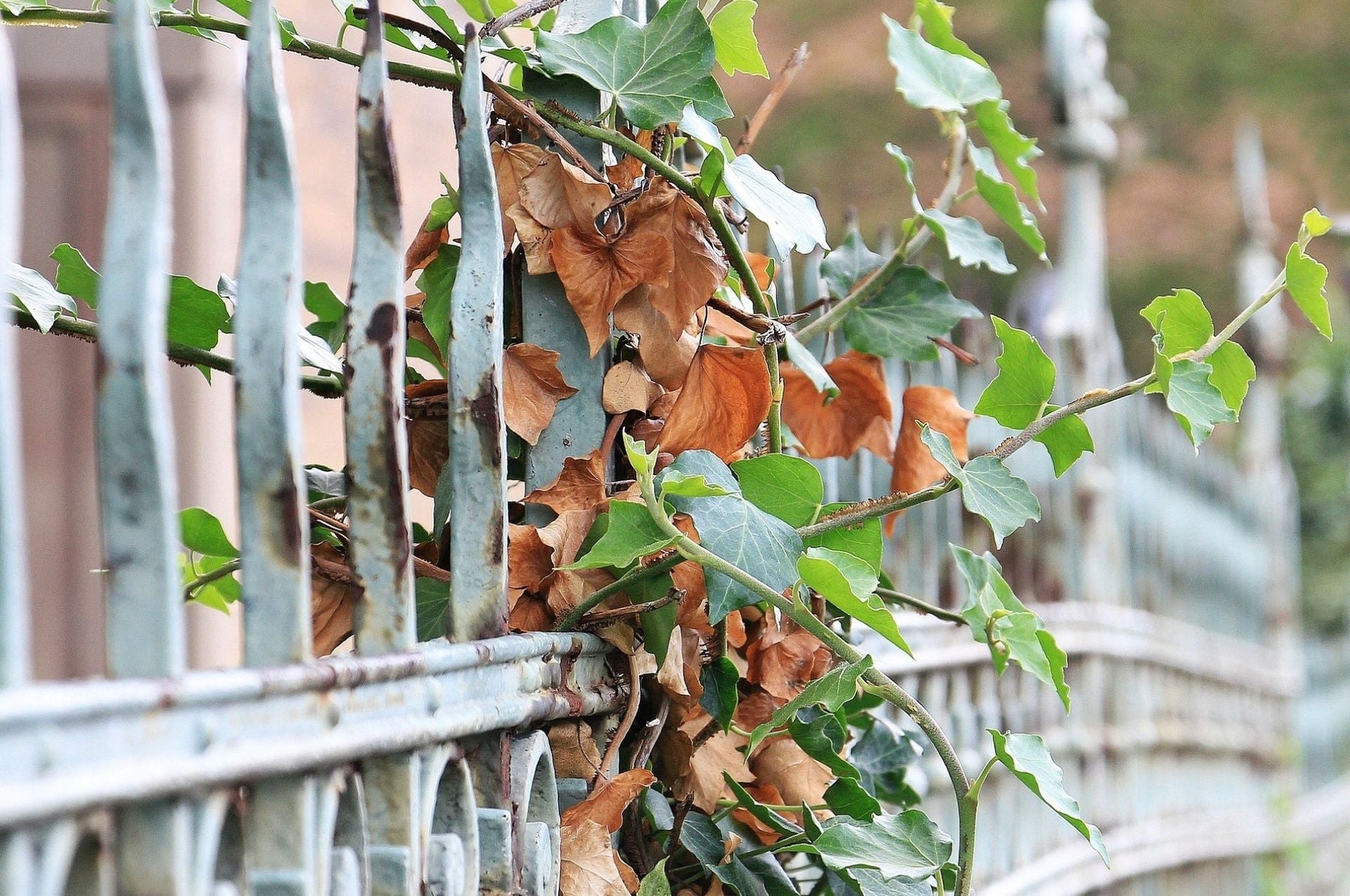 Dickmaulrüssler - dieses Schadbild verursachen sie!