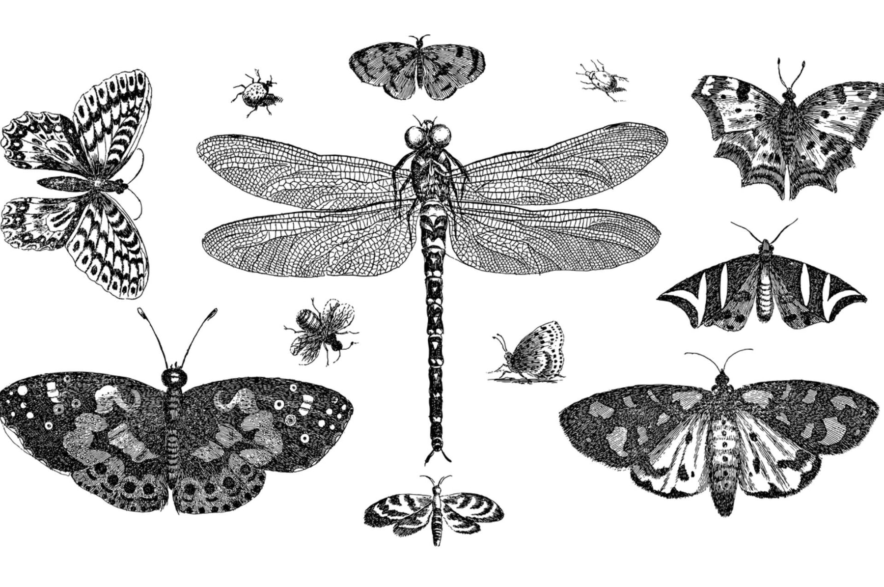 Dörrobstmotten – gefährlich für den Menschen oder nur hartnäckiger Vorratsschädling?