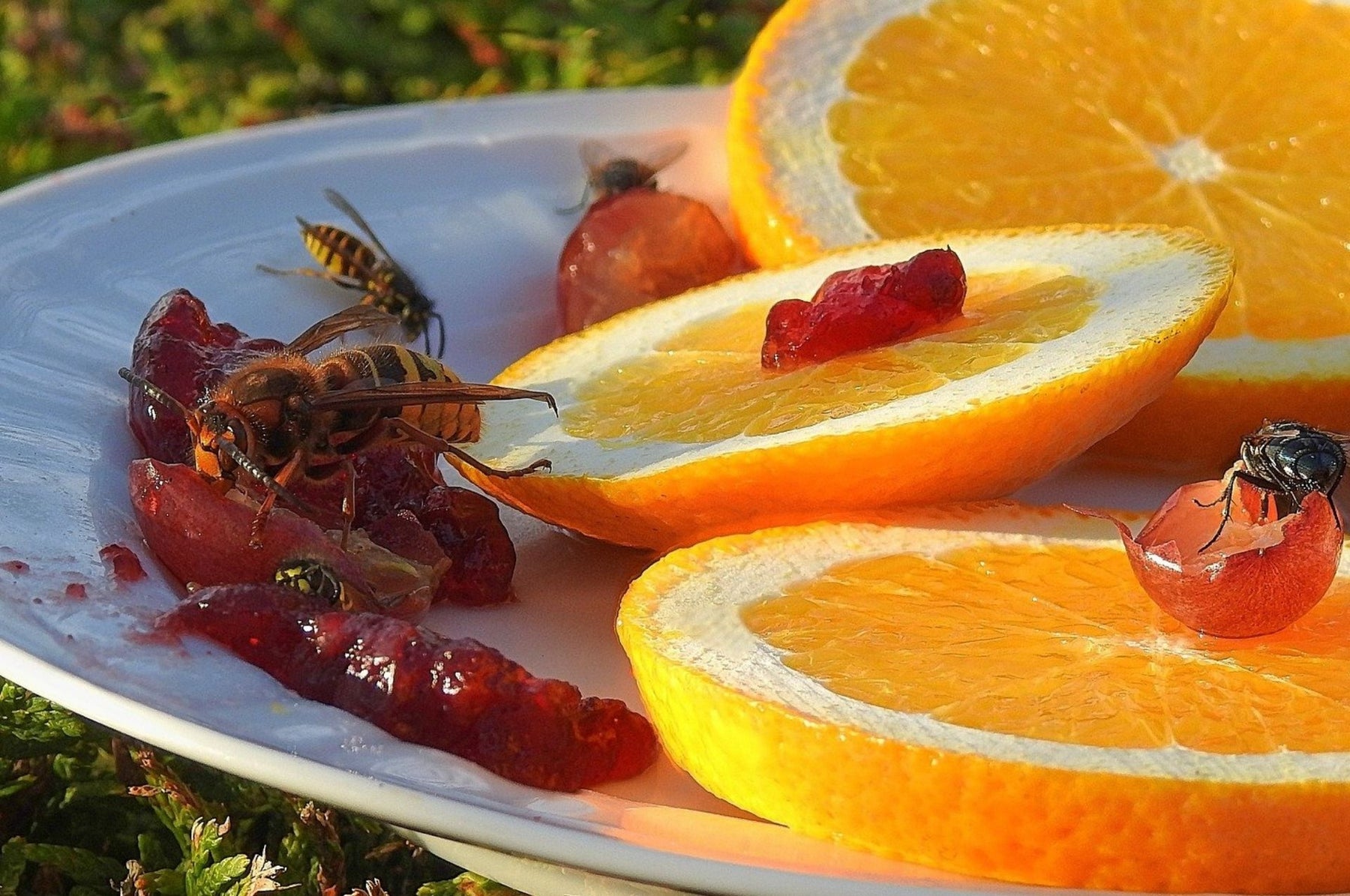 Erdwespen – das Bekämpfen ist strengstens untersagt!