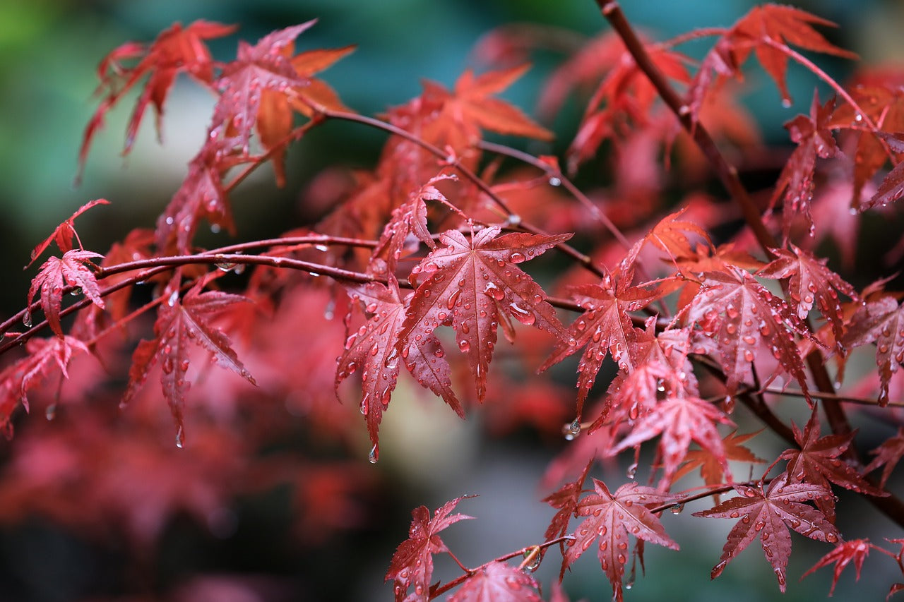 Fächerahorn: Alles rund um den richtigen Standort, das Schneiden & die Sorten von Acer palmatum