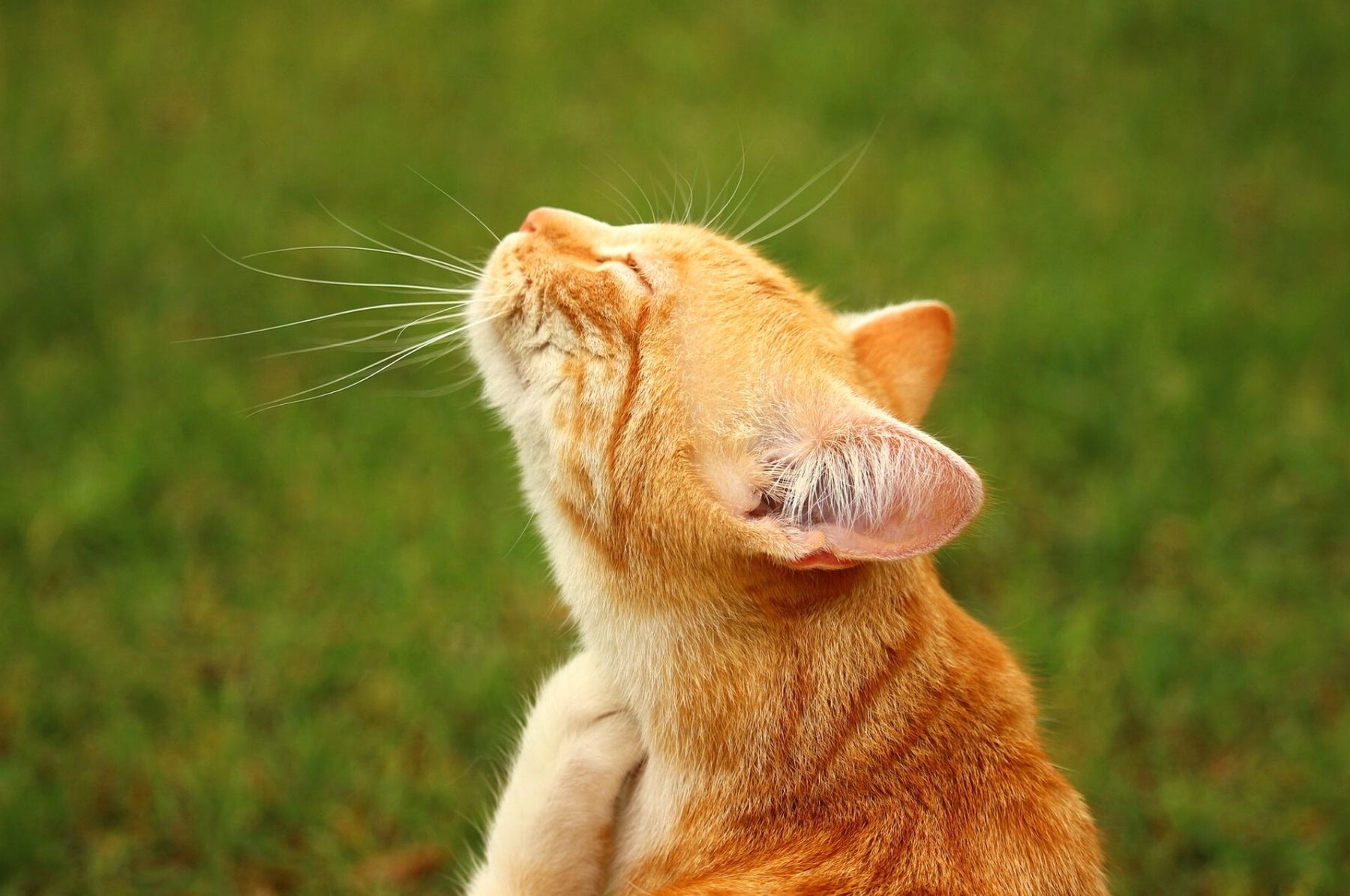 Flöhe bei Katzen - so erkennt und bekämpft man sie effektiv!