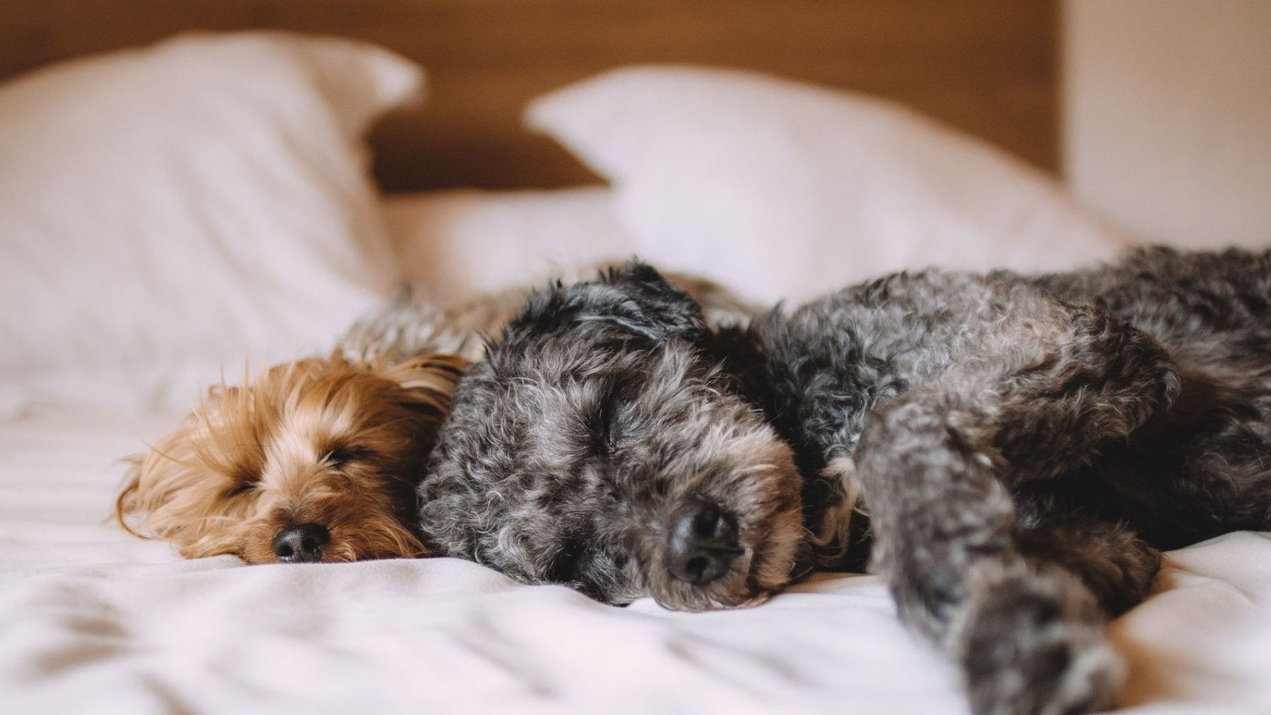 Flöhe im Bett - Hausmittel und Tricks, wie man sie langfristig entfernen kann!