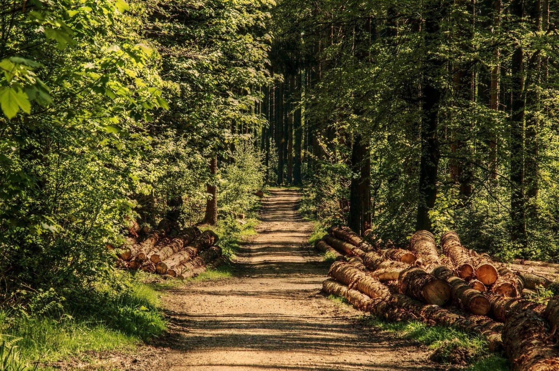 Die Hirschlausfliege – ist der Stich für den Mensch gefährlich?