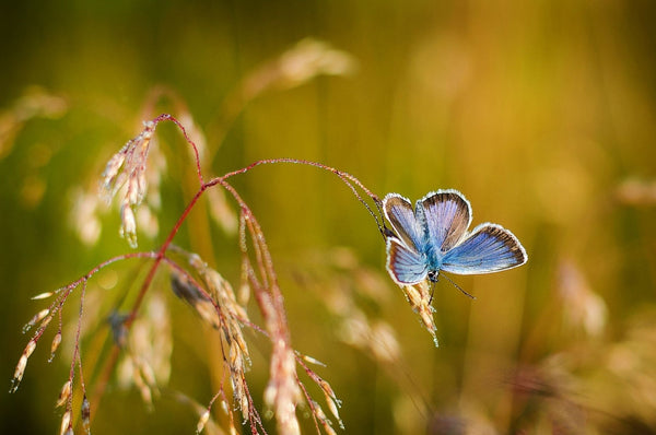 Insekten
