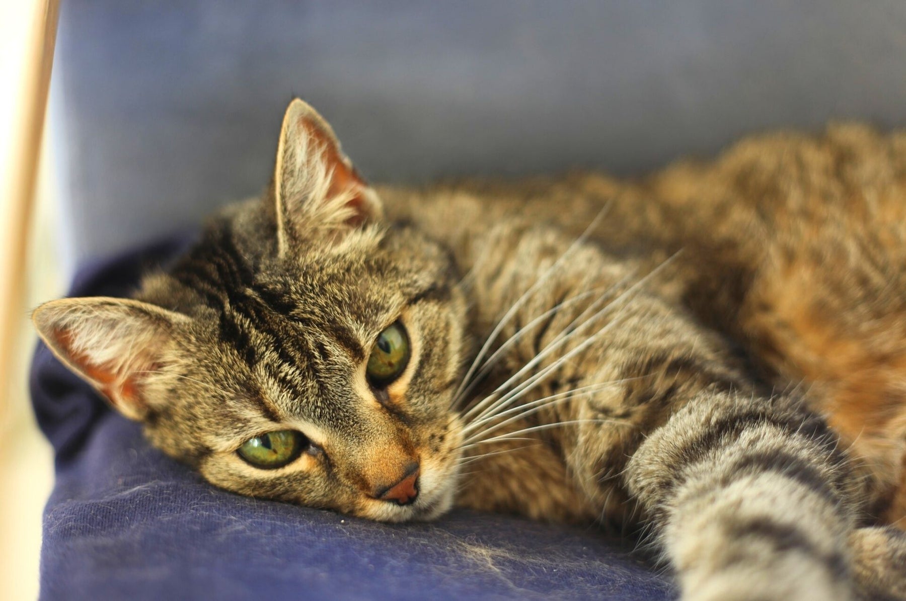 Juckreiz bei Katzen – welche Ursachen gibt es?