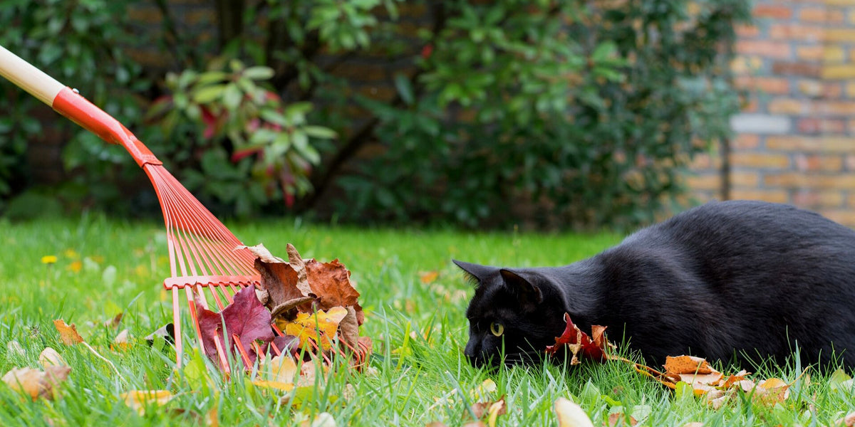 Den Garten katzensicher machen - Katzenabwehr im Garten leicht gemacht   Silberkraft