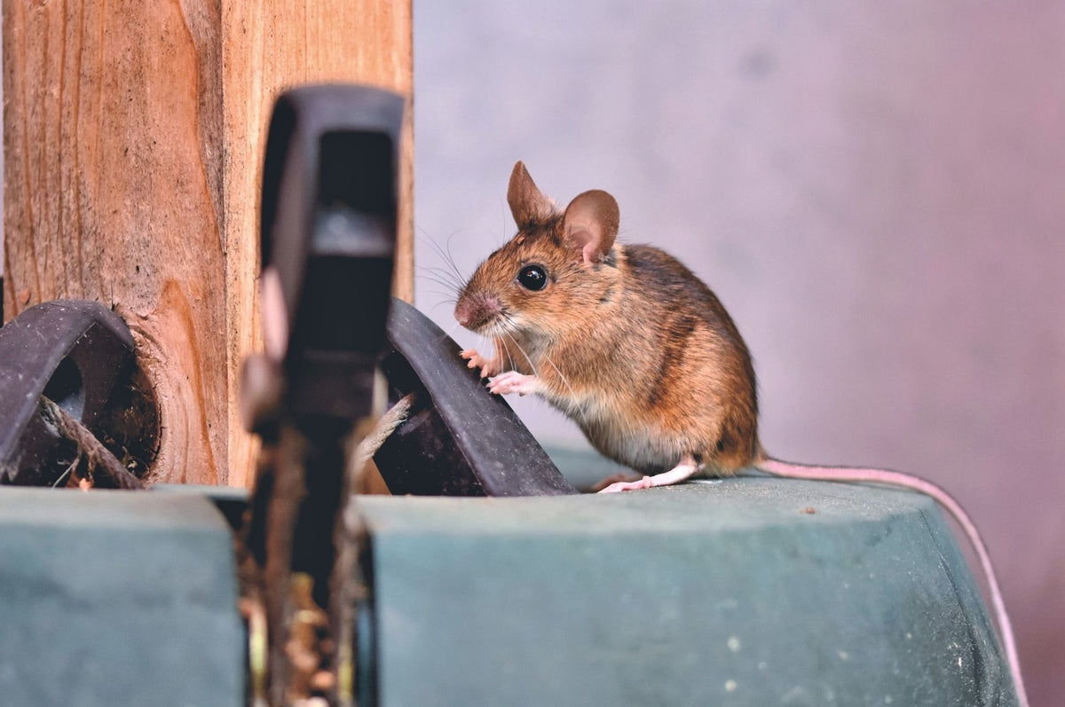 Perché le trappole adesive per topi sono vietate in Germania — Silberkraft