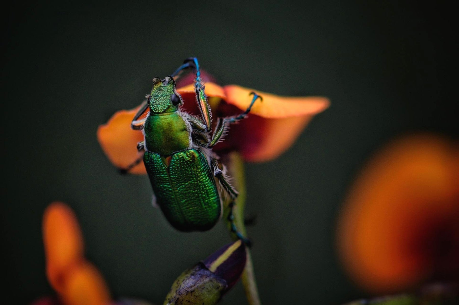 Lagererzwespen - chemiefreie Käferbekämpfung!