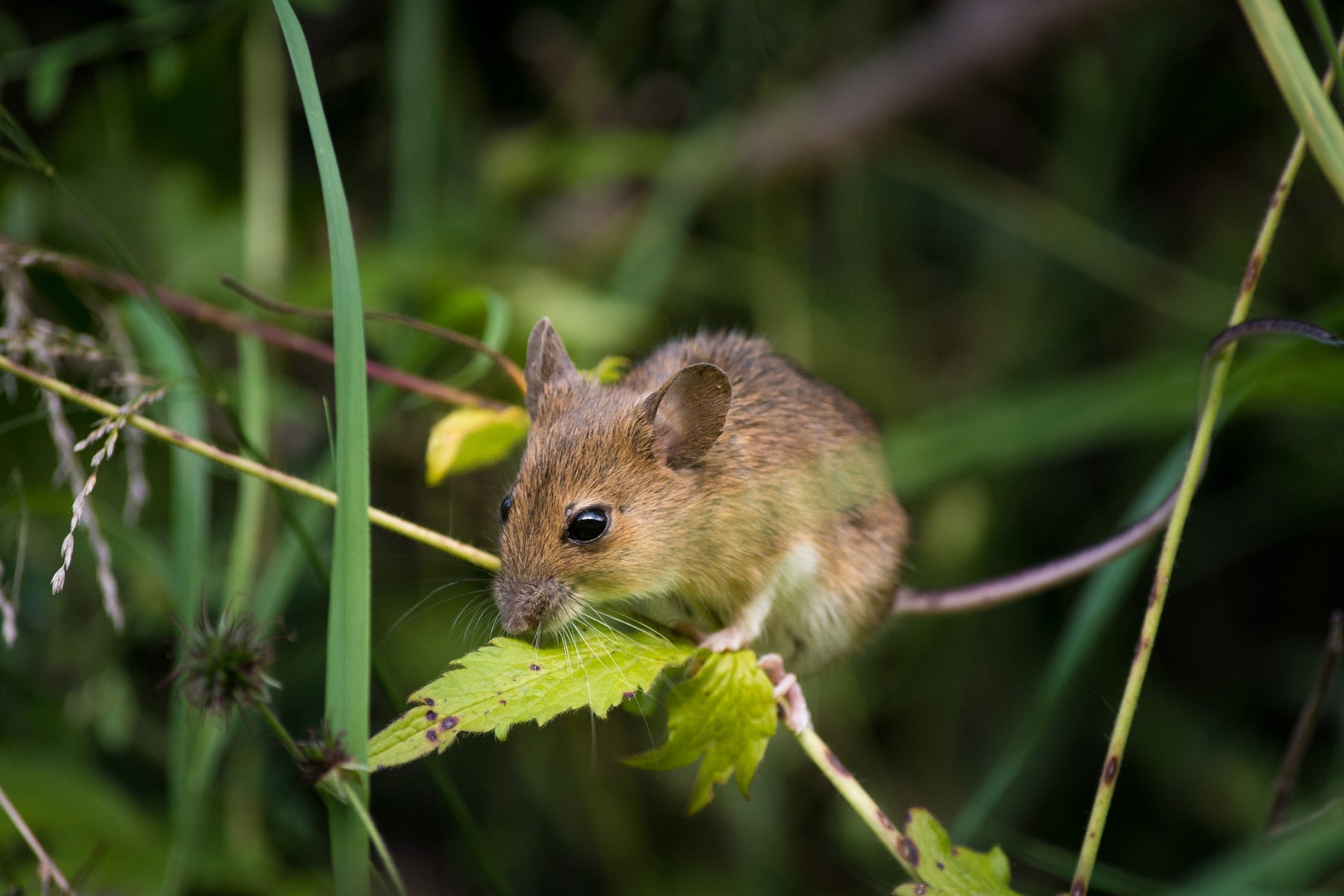 Mäuse vertreiben – Methoden, die im Haus und im Garten Wirkung zeigen