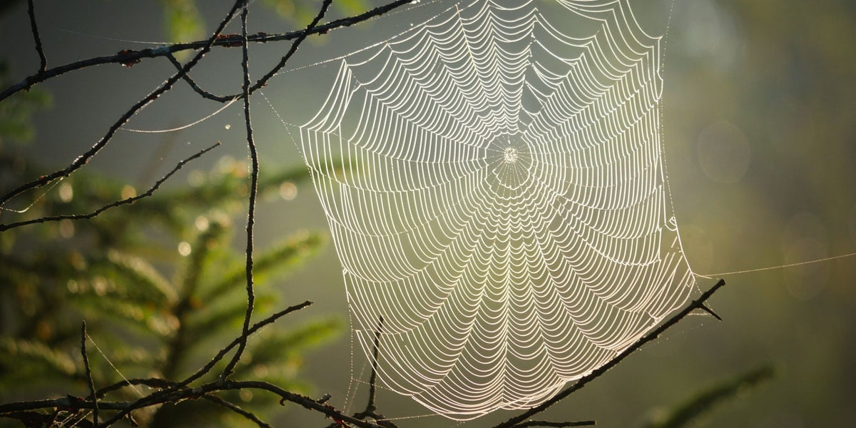 Scaccia i topi - metodi che hanno effetto in casa e in giardino —  Silberkraft