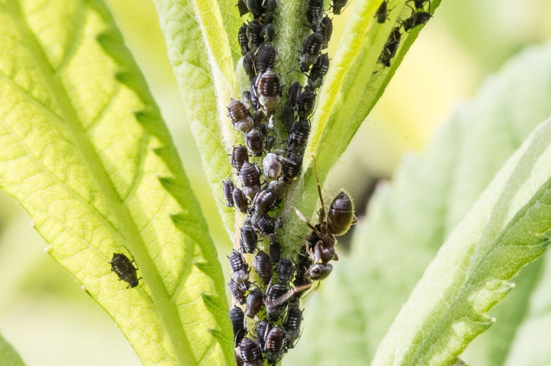 Schildläuse natürlich bekämpfen
