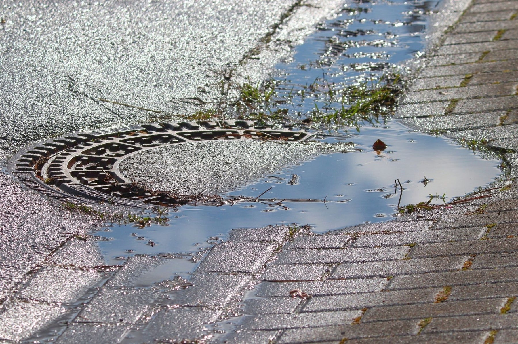 Schmetterlingsmücken bekämpfen – so wird man die Widerlinge los!