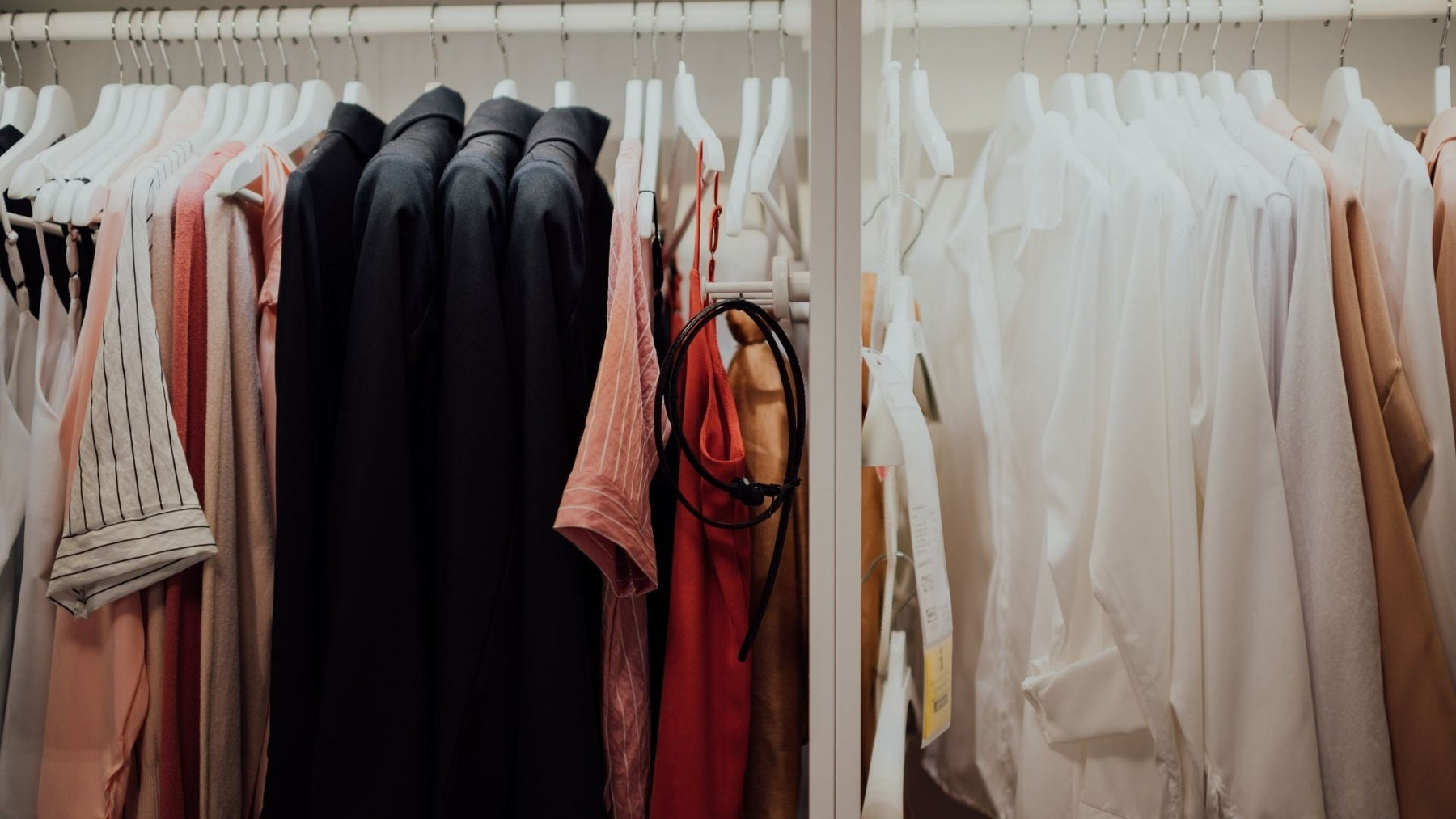 Teppichkäfer-Eier finden und wirksam bekämpfen