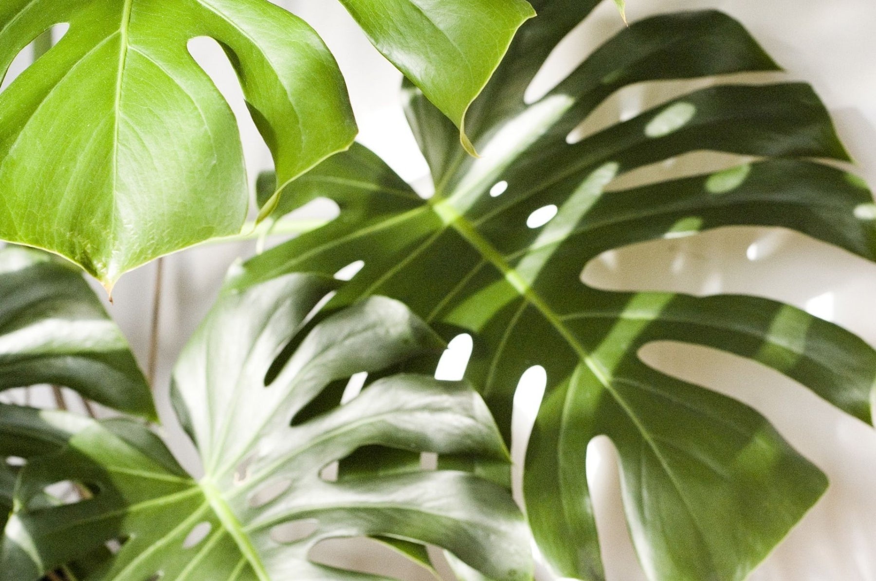 Thripse erkennen und bekämpfen – chemische Keulen braucht es dafür nicht!