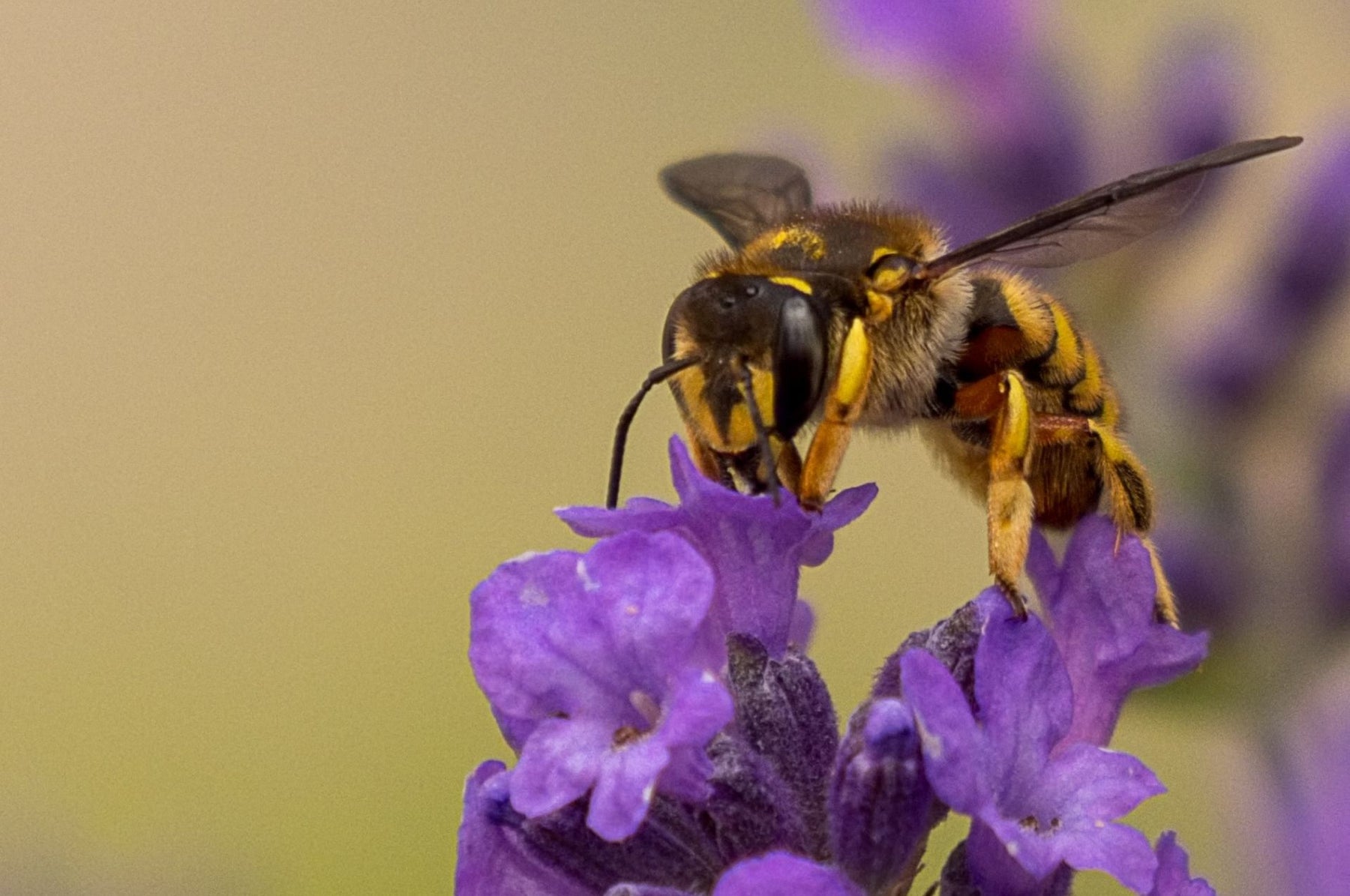 Wespenstiche – was tun, wenn die Wespe zugestochen hat?