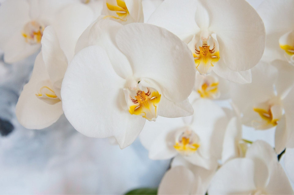 Wollluse bekmpfen - Orchideen, Palmen und andere Pflanzen schtzen   Silberkraft