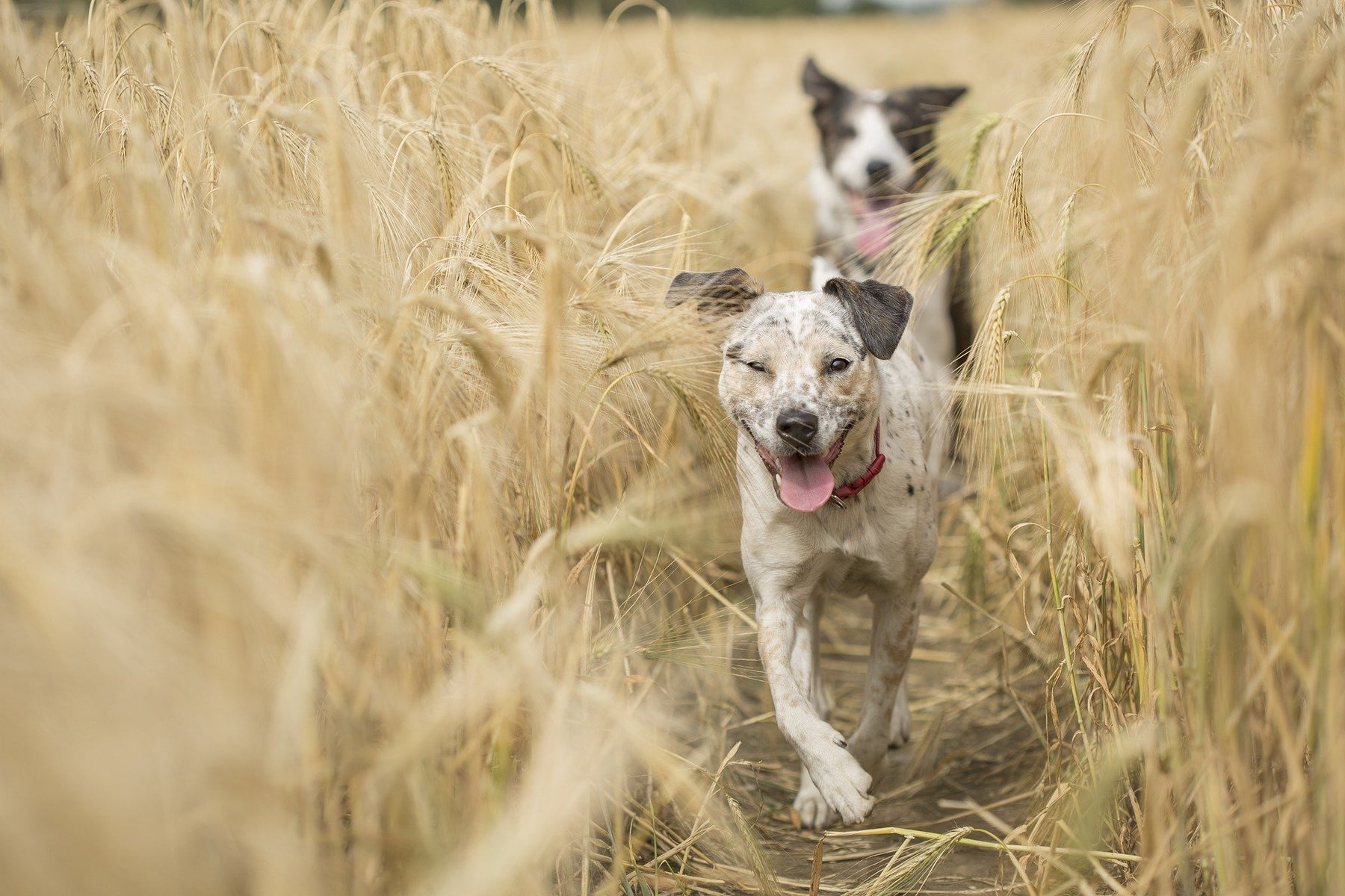 Zecken entfernen beim Hund