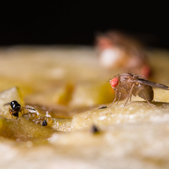 Drosophila melanogaster(Fruit Fly)