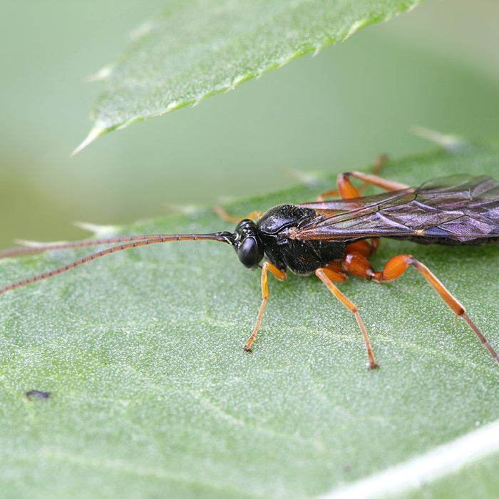 Ichneumon parasitoid wasp