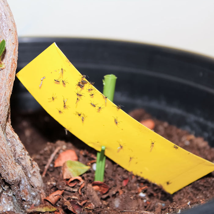 Using stick tape to catch fungus gnats infesting a plant