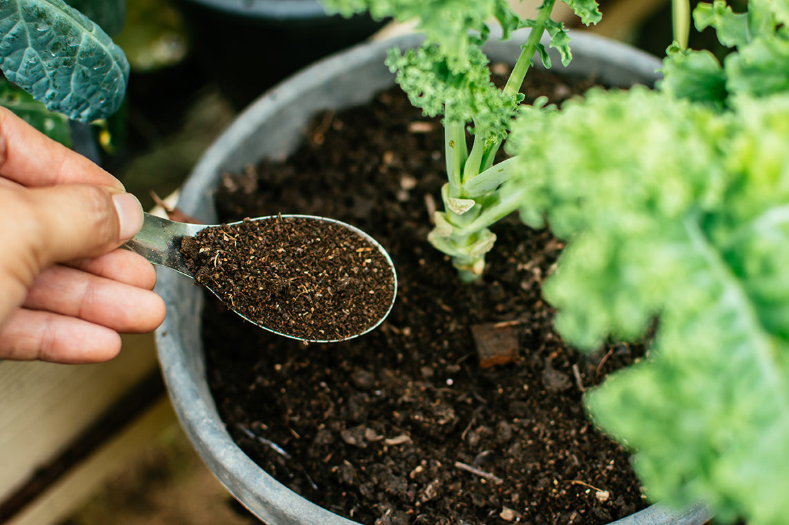 Algenkalk Anwendung: Pflege fr deinen Gartenboden | Silberkraft