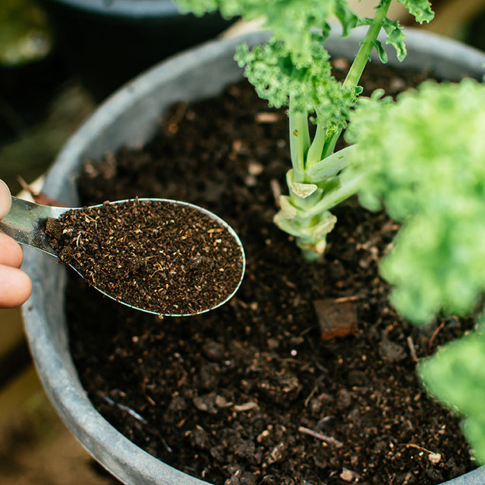 Man's hand is sowing organic fertilizer for plants by spoon. Manure fertilizer rich in nitrogen for growth.