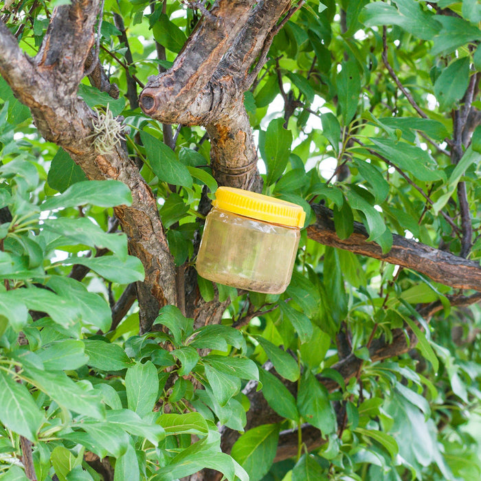 Pheromon-Insektenfalle an einem Baum hängend