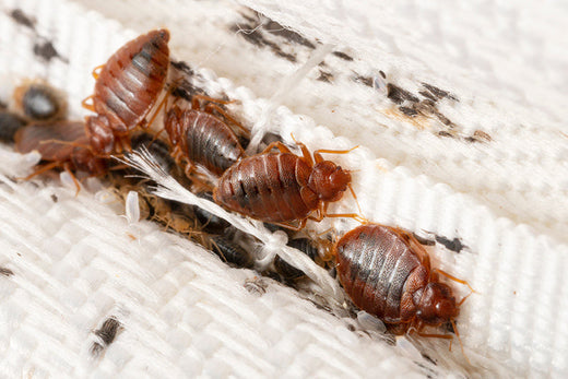 Bedbugs colony on the matress cloth macro. Disgusting blood-sucking insects. Adult insects, larvae and eggs. Traces of vital activity of the insects.