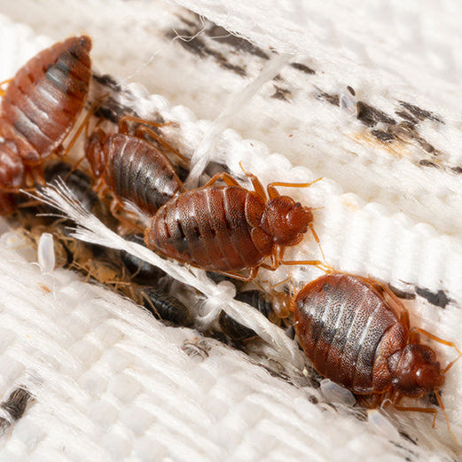 Bedbugs colony on the matress cloth macro. Disgusting blood-sucking insects. Adult insects, larvae and eggs. Traces of vital activity of the insects.