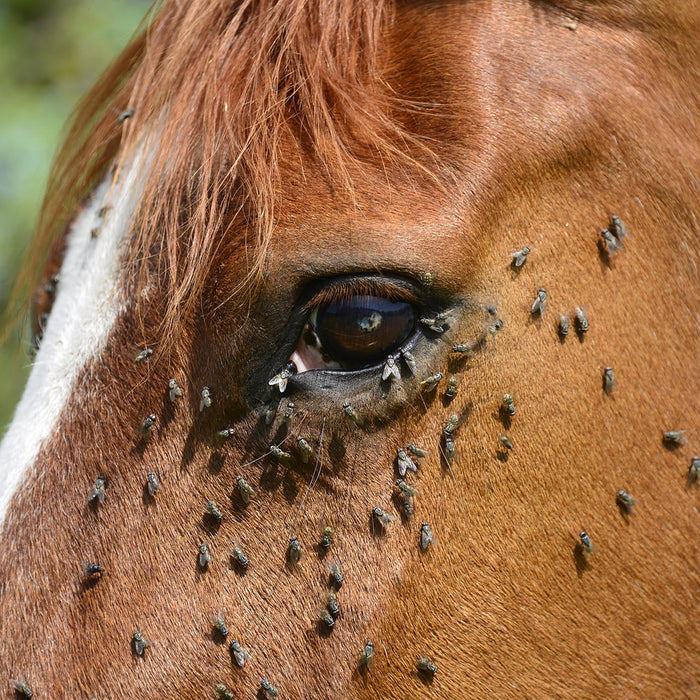 Pferd, Fliegen, Insekten, Parasiten, Infektion, Wehrlosigkei