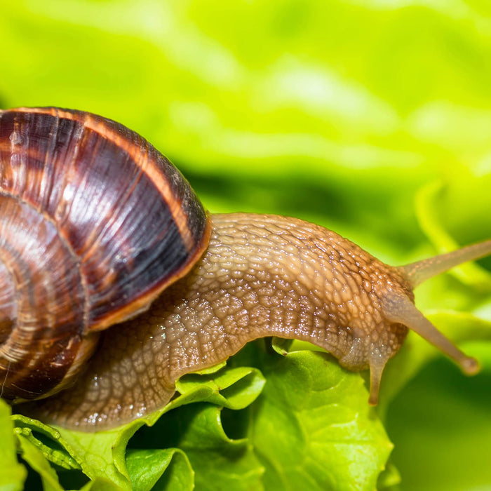 Snail [helix pomatia] eating and crawling on lettuce leaf