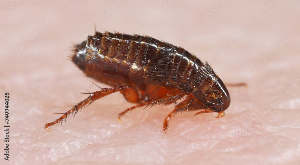 Flea on human skin