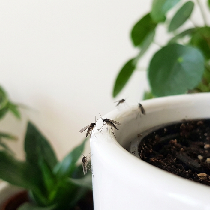 Trauermücken Eier abtöten