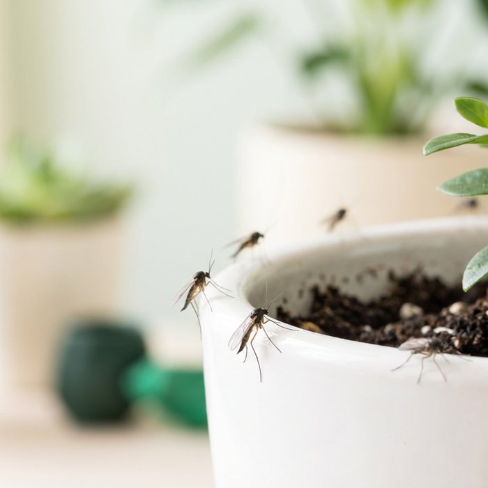 Zimt gegen Trauermücken