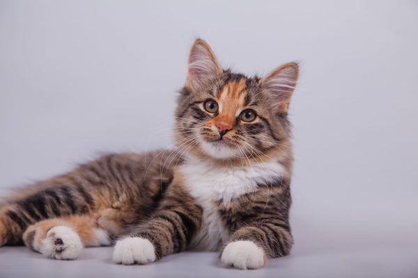 Katzen