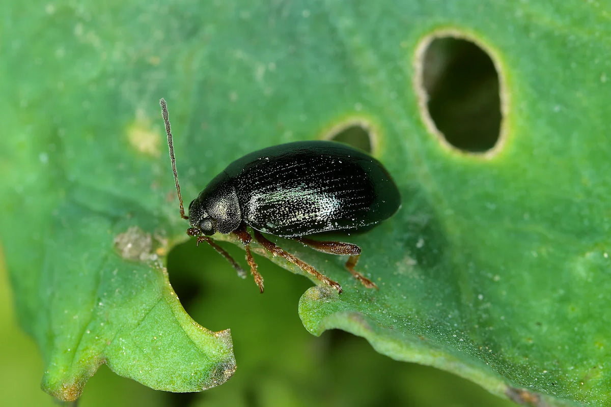 Fotorealistisches Makrobild eines Erdflöhs auf einem Kohlblatt mit typischen Fraßspuren (Schrotschussmuster). Im Hintergrund gelbe Klebefalle und Zimmerpflanze sichtbar.