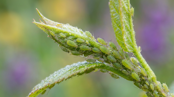 Grüne Blattläuse sitzen dicht gedrängt an einem frischen Pflanzentrieb im Garten