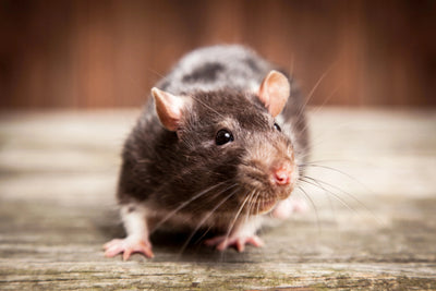 rat closeup