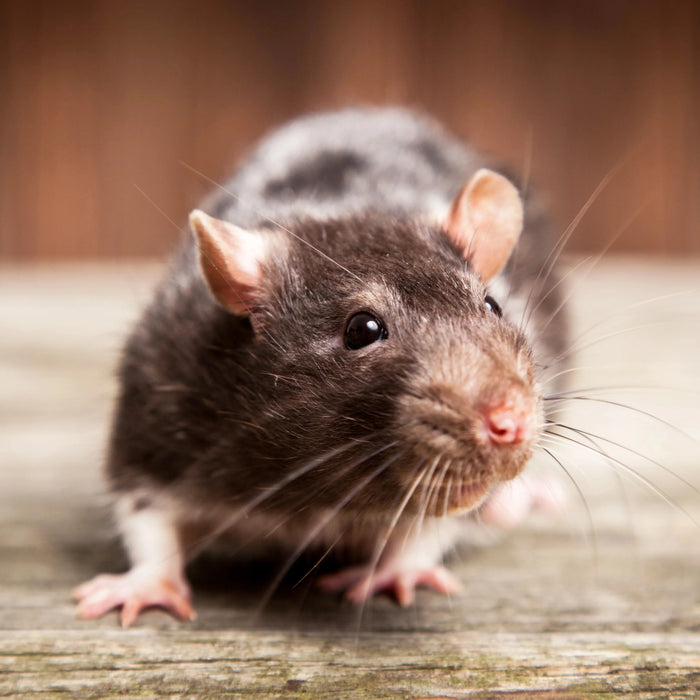 rat closeup